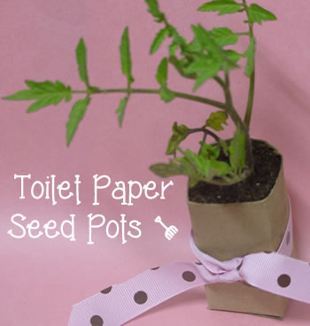 DIY toilet paper roll seed starters